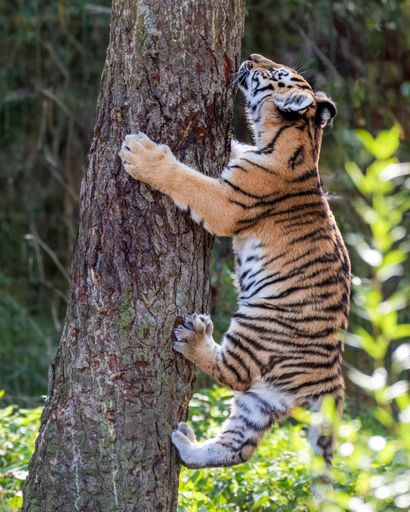 A young tiger cub climbing a tree in a lush green forest, showcasing its natural behavior and environment.