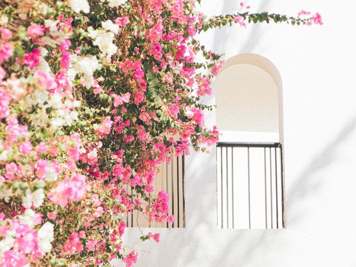A blooming bougainvillea shrub on the background of a white house