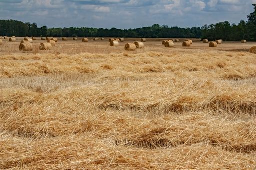 A beautiful view of round hay bales in a field