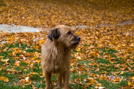 An old dog lost in a park looking for a friend. park covered with dry leaves and green grass