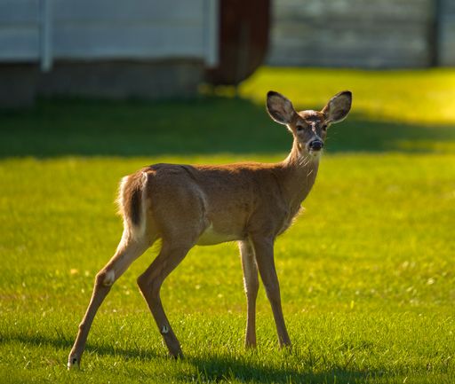 A beautiful shot of a deer in a field during the day