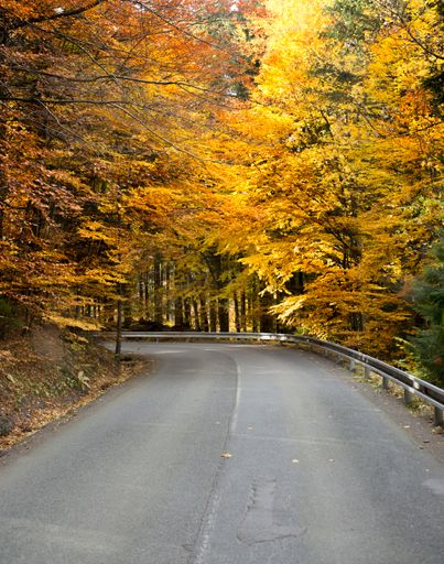 A vertical shot of a road in the middle of a forest in autumn
