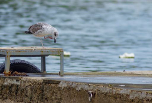 A shallow focus of a seagull on a bec