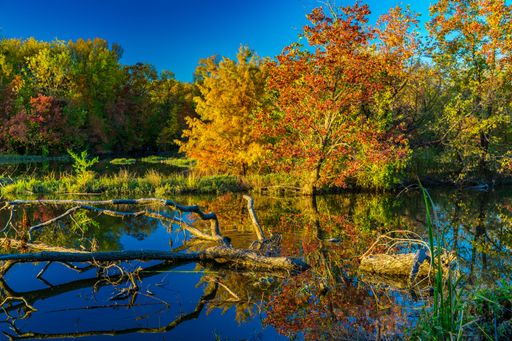 Vibrant autumn foliage reflecting in a tranquil pond under a clear blue sky, showcasing the beauty of nature's seasonal change.