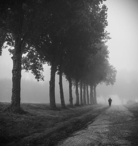 A vertical shot of trees on a foggy day