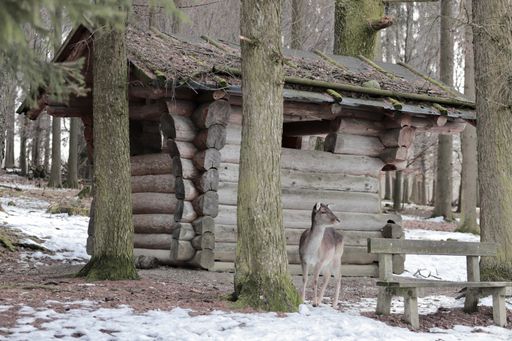 A closeup shot of a little deer near a wooden building in a snowy forest