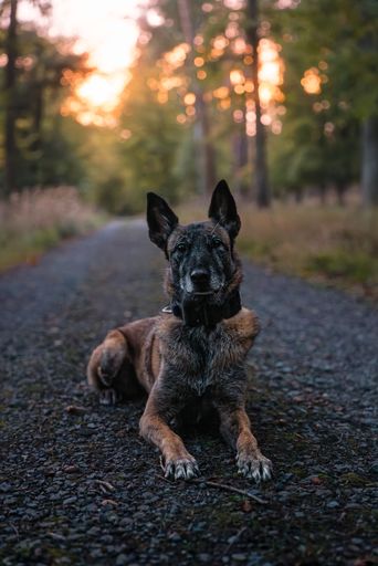 A Belgian Malinois dog lying on a forest path during sunset, with warm light filtering through trees.