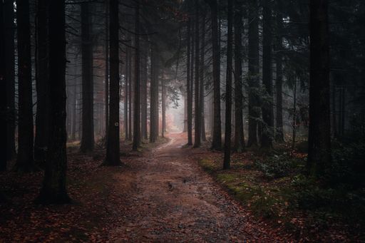 A landscape view of the Bavarian forest path in the autumn evening. Bavaria, Germany