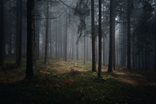 A beautiful shot of a dark mysterious forest on a foggy day in fall
