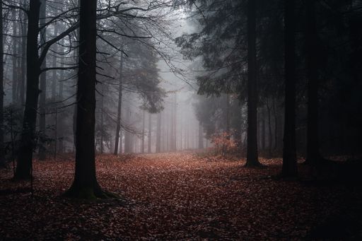 A beautiful shot of a dark mysterious forest with fallen leaves on the ground on a foggy day in fall