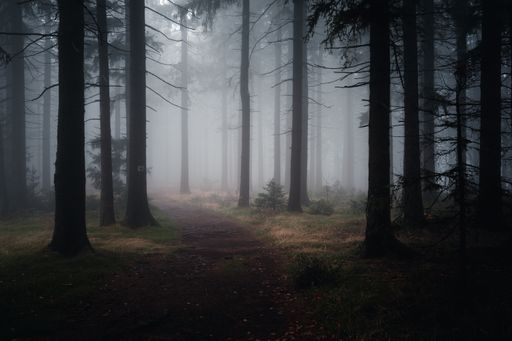 A landscape view of the mossy trees in the evening. Bavarian Forest, Germany