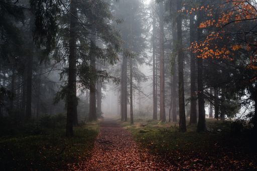 A beautiful shot of a dark mysterious forest with fallen leaves on the ground on a foggy day in fall