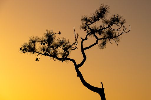 A lonely tree silhouette on sunset sky background