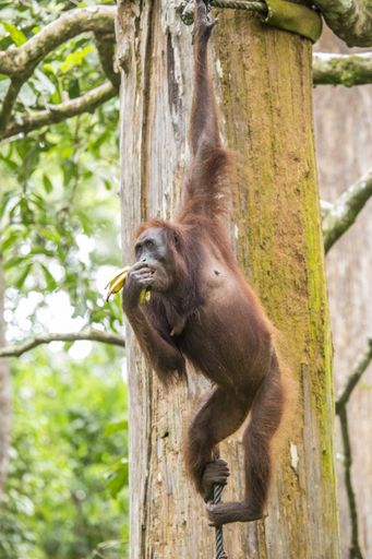 A vertical picture of a brown orangutan eating a banana and hanging from a thread in Sepilok Park, Borneo Island