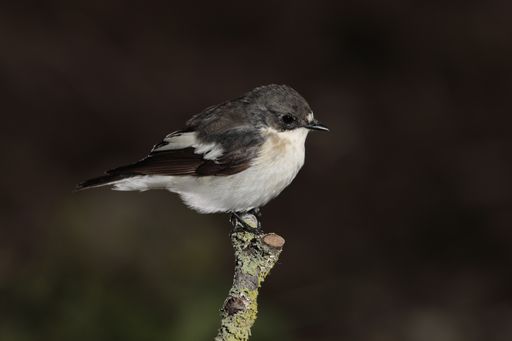 Pensive spring migrant male European pied flycatcher Ficedula hypoleuca on a perch in fallow field searching for prey. Malta, Mediterranean