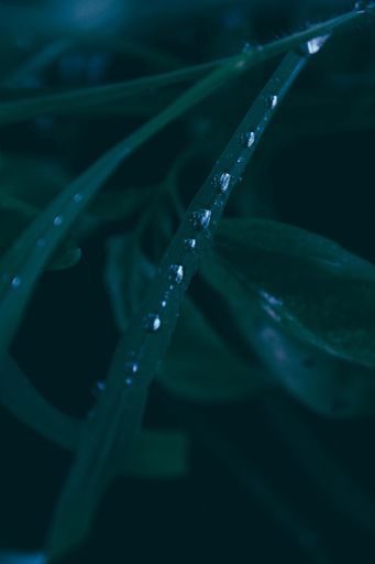 A vertical closeup shot of water drops on a long plant leaf with a blurred natural background