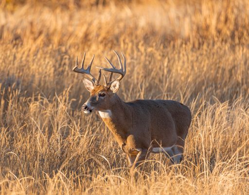 Male White tailed deer walking out from wetlands into grassy meadow at sunset