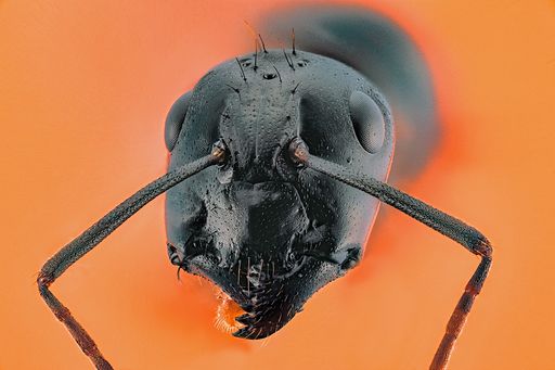 A macro shot of a queen ant on an orange background