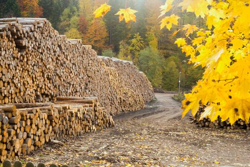A view of a lumber yard with large piles of prepared tree trunks with autumn forest in the background