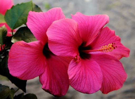A closeup shot of a beautiful Hawaiian hibiscus in Tuscany And Elba in Italy