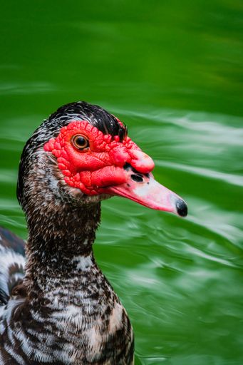 A closeup of a Muscovy duck with a red face