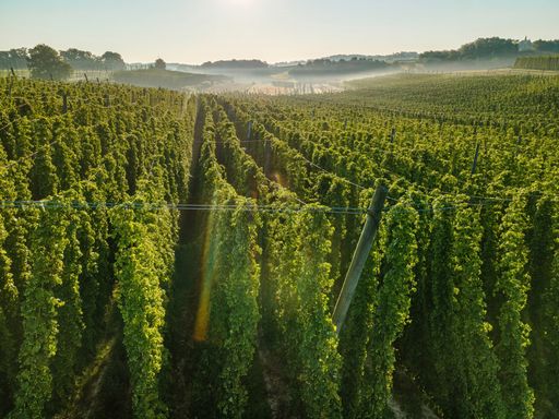 Hop field view from top with morning fog background