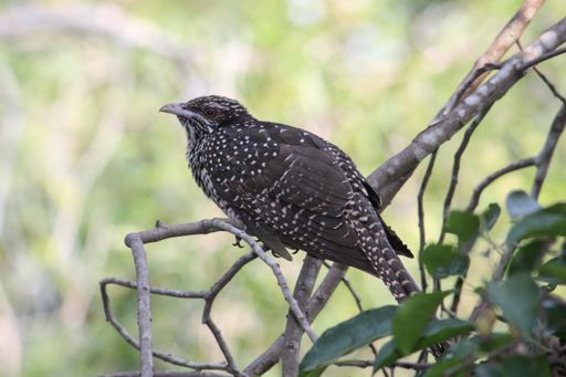 A close-up shot of a starling bird perched on a tree branch in the park on a sunny day