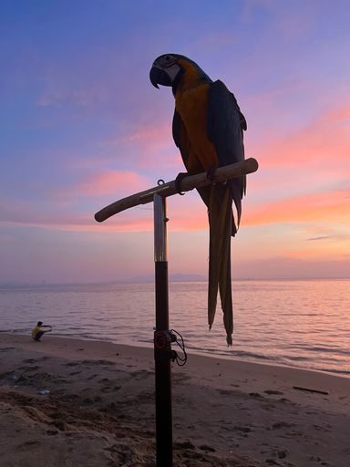 A vertical shot of the macaw on the beach during the sunset