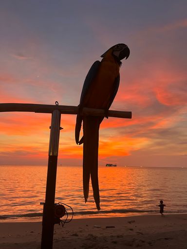 A vertical shot of the macaw on the beach during the sunset