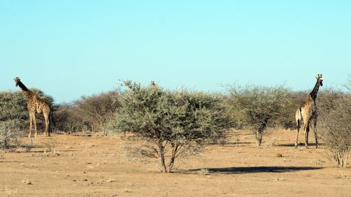 Two giraffes at the Erindi Private Game Reserve in Omaruru, Namibia