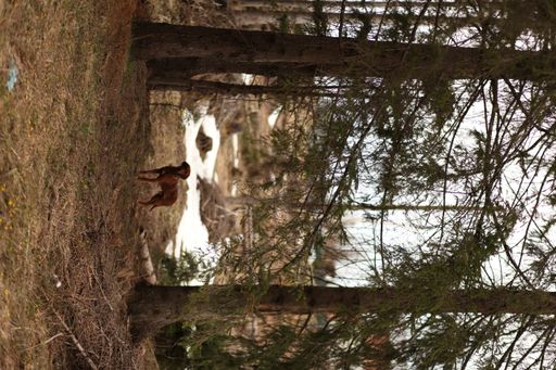 A vertical shot of a dog in the forest