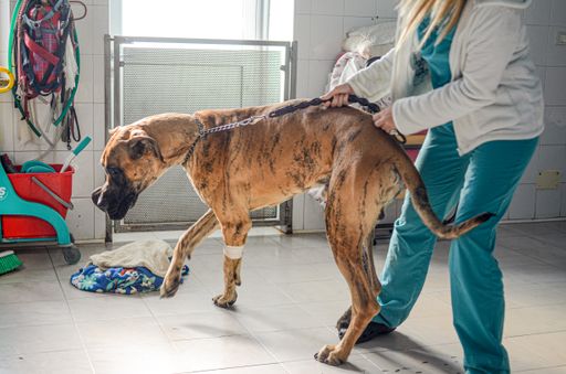 A dog (great dane breed) at the veterinary clinic