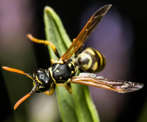 A selective focus shot of wasp on green leaf