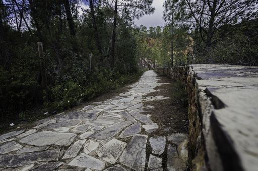 A high angle shot of a narrow pathway with trees on the background and sides
