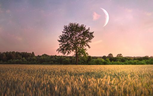 A single tree in the field and a moon over it