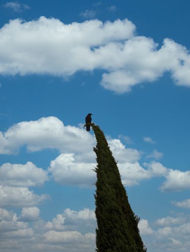 A low angle shot of a crow sitting on a tree under the cloudy skies