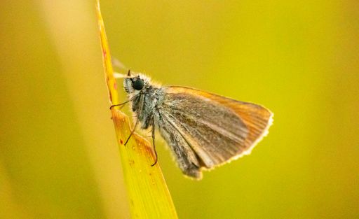 A selective focus shot of a brown moth perched on a grass blade