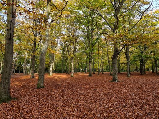 Red leaves cover the floor in the forest