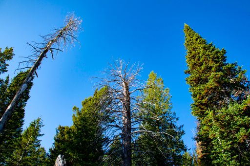 A low angle shot of coniferous trees under the blue sky