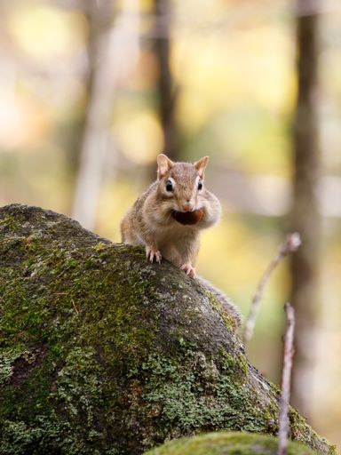 A beautiful chipmunk sitting on a rock in a forest during fall