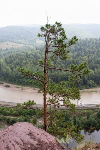 A vertical shot of a tall pine tree with the view of a river and forested mountains