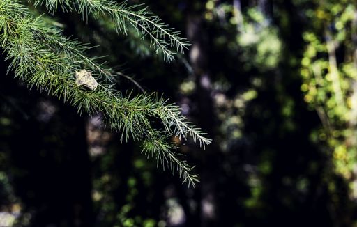 a shallow focus shot of beautiful leaves with one dry leaf on top-concept: the beginning of autumn