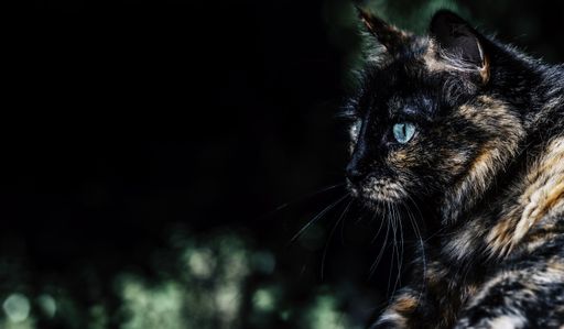 A panoramic shot of a black and brown cat with blue eyes with greenery on the background
