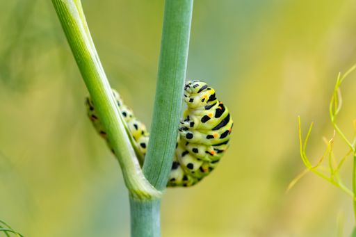 Caterpillar of an old world swallowtail, Papilio machaon on a fennel stem