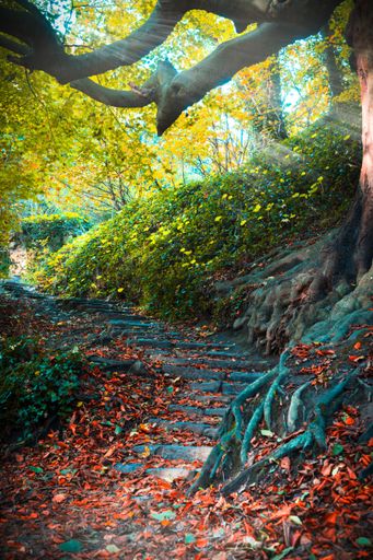 A beautiful scenery of trees and fallen leaves on ground in forest during autumn season