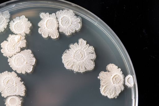 A close-up and top view of bacteria cultures colonized in an agar dish. Isolated against a black background inside a science and research facility.