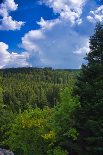 A vertical shot of a forest under the sunlight and a blue cloudy sky at daytime - great for wallpapers