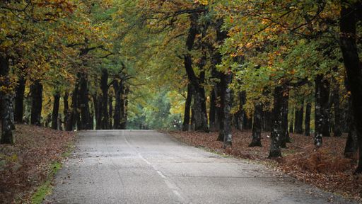 A beautiful view of the golden Foloi oak forest during autumn in southwestern Greece