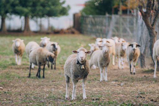 A cute sheep with a bell on a farm with the background of its herd