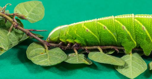 A closeup shot of a green caterpillar on the branch